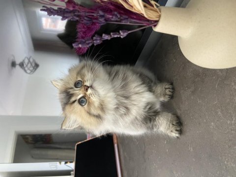British longhair 2 aylık dişi