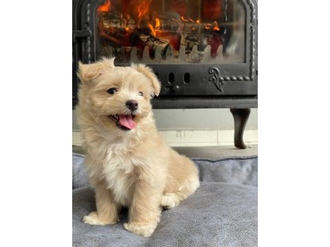 Eğitilebilir toy poodle yavruları ile evinize neşe katın