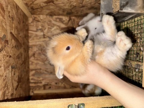 Hollanda lop tavşanı bebekleri