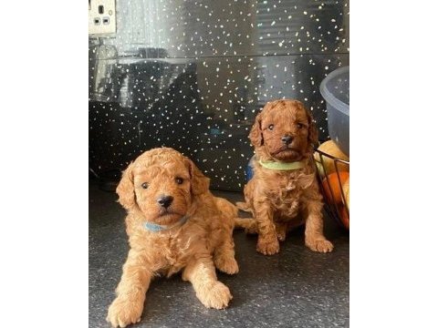 Oyuncak boy poodle bebekler