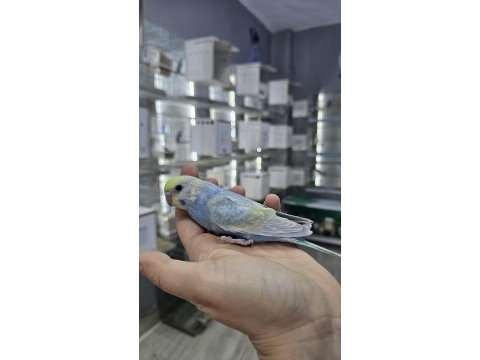 Sezonun son muhabbet bebekleri açıklamayı okuyun