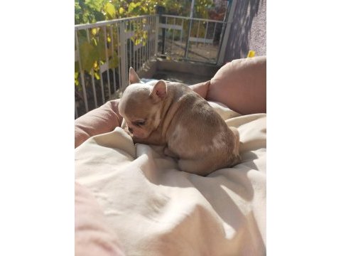 9 ekim doğumlu french bulldog maviş bebekler