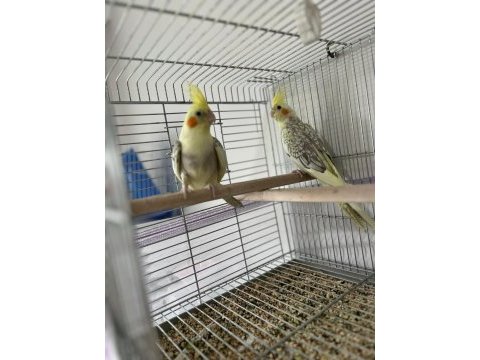 5 adet yavru sultan 3 lutino 2 pied acil satılık