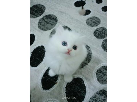 British longhair erkek