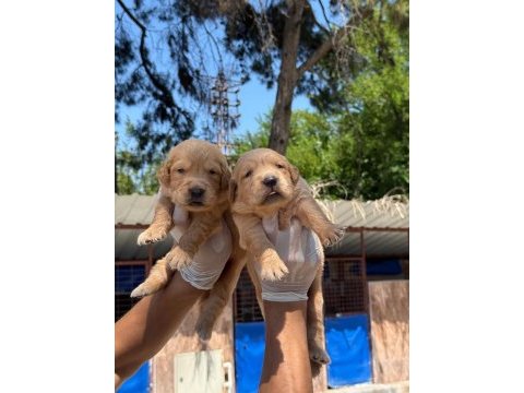 Golden retriever yavrularımız
