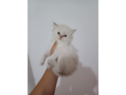 As1133 longhair british bebekler