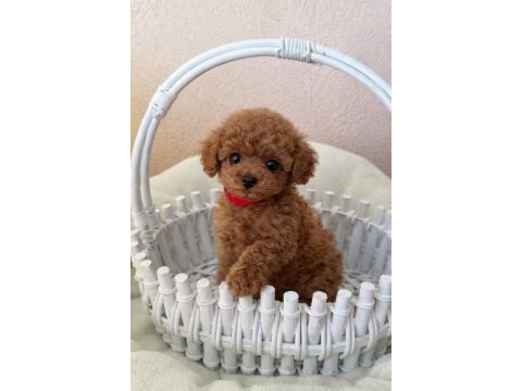 Teslime hazır toy poodle yavruları