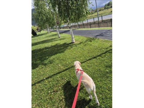 Dişi golden retriever 7 aylık