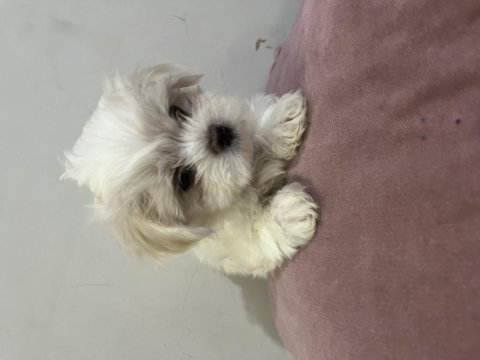 Bal küpü maltese terrier yavru