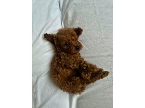 Kore kan toy poodle bebeklerimiz mevcut