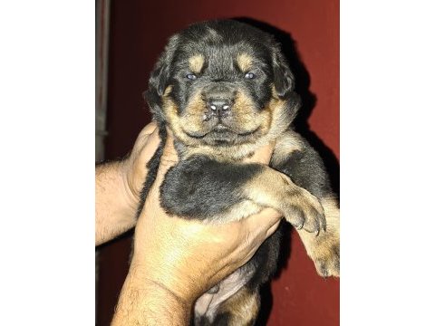 Koca kafa rottweiler yavruları