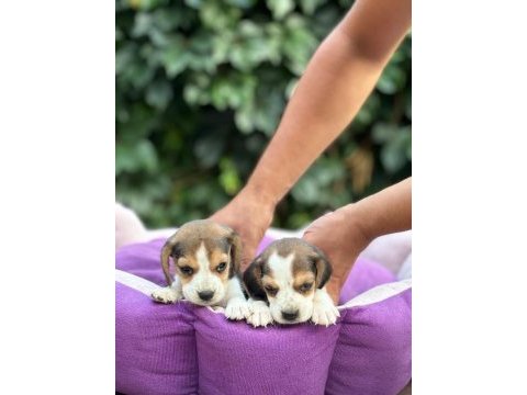 Safkan anne ve babadan beagle yavruları
