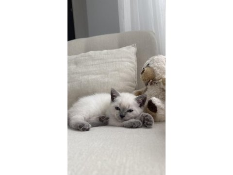 British shorthair kedisi