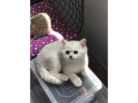 Ev ortamın da büyütülmüş british shorthair pofidikler