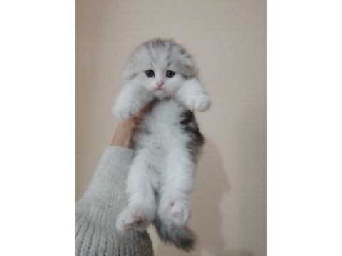 Top kafa safkan eğitimli scottish fold dişi erkek