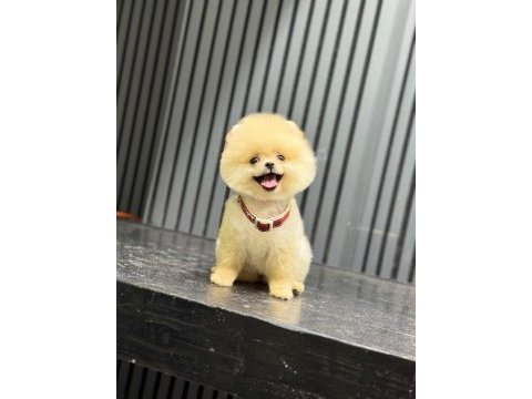 Sağlık ve ırk garantili pomeranian