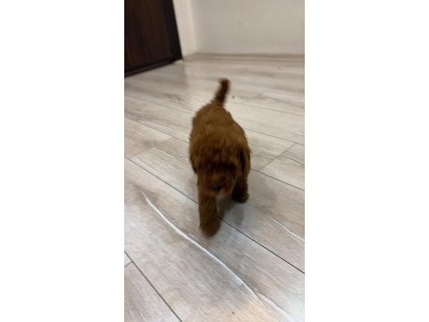 Evinizin neşesi poodle bebekler