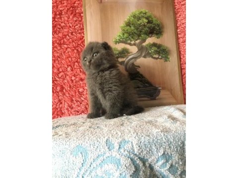 Scottish fold minnoşlarım