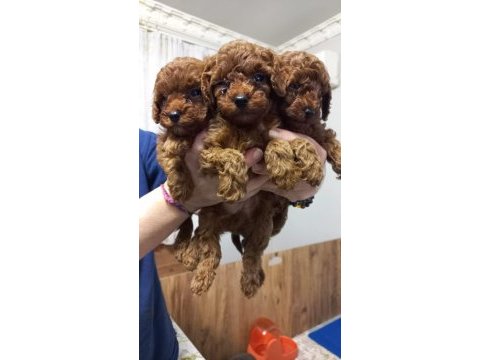 Kore kan toy poodle yavruları