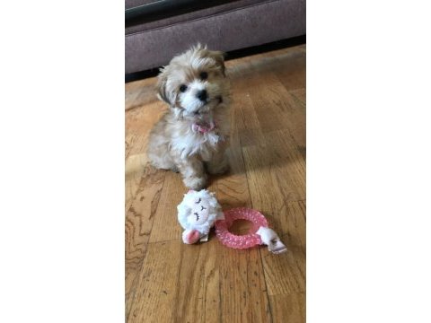 Morkie yavrularımızı canlı görerek alabilirsiniz
