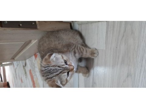 Sevimli scottish fold dostlarımız sahibini bekliyor