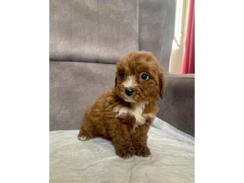 Teacup maltıpoo oğlumuz