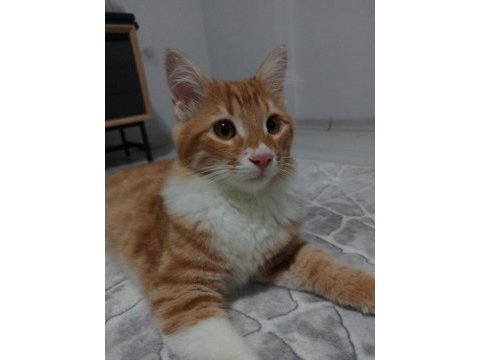 Kısırlaştırılmış erkek sarman kedimiz