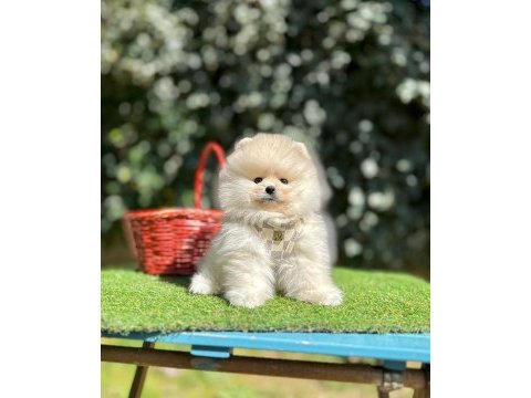 Safkan pomeranian boo yavrularımız