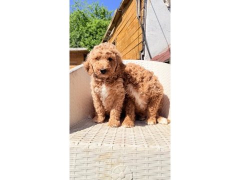 Dev gibi poodle yavrular