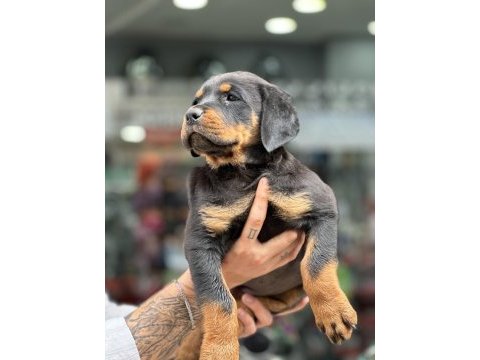 Irk garantili rottweiler yavrular