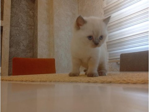 Beyaz british shorthair prens