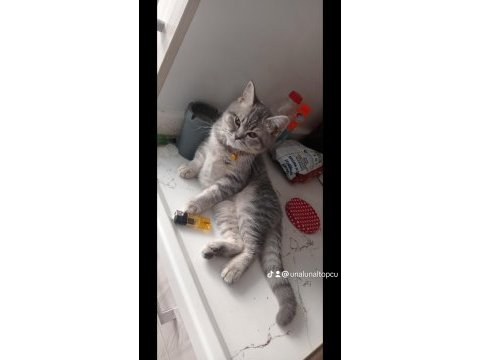 British kedim satılıktır aşıları tamdır 7 aylık