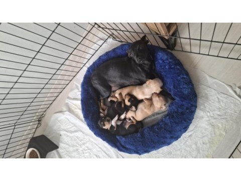 Pinscher yavru