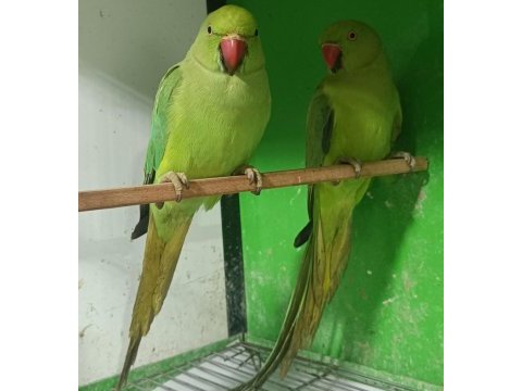 Kapalı bilezik pakistan papağanları