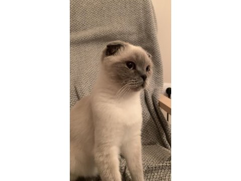 Kedilerimiz için anne ve kızımız için kalıcı yuva aranıyor
