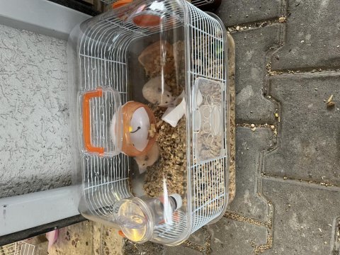 Dişi erkek hamster