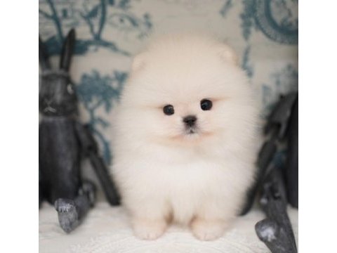 Pomeranian boo safkan