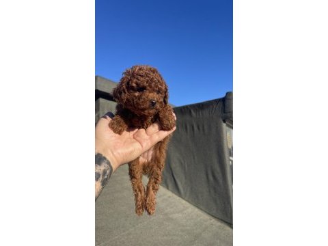 Orjinal toy poodle yavru