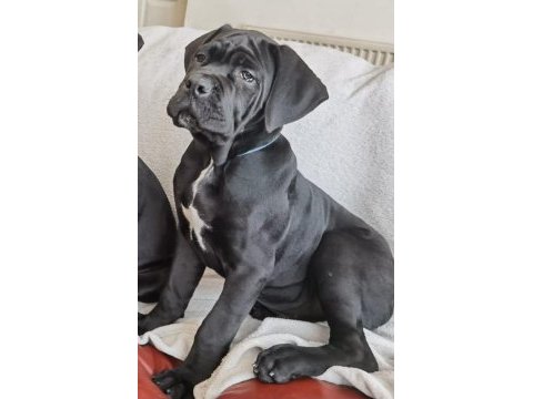 Gri ve siyahın en güzel tonu cane corso bebekler