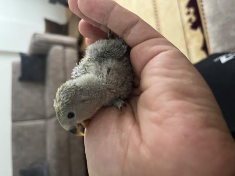 Yeni yeme düşecek sevda papağanı yavruları