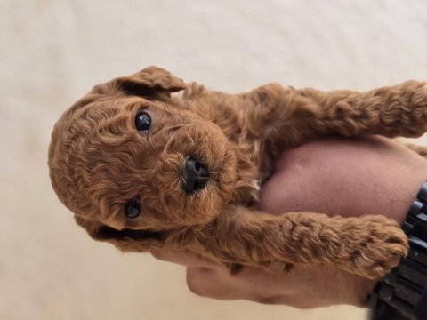 Toy poodle yavrularımız