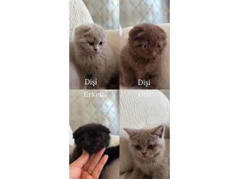 Scottish fold kardeşler