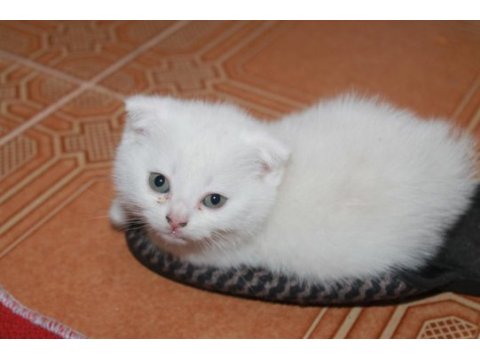 Safkan beyaz scottish fold yavrularımız