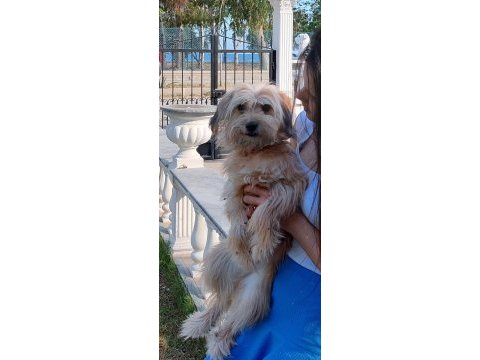 10 aylık dişi maltese terrier (aşırı sevgi dolu)
