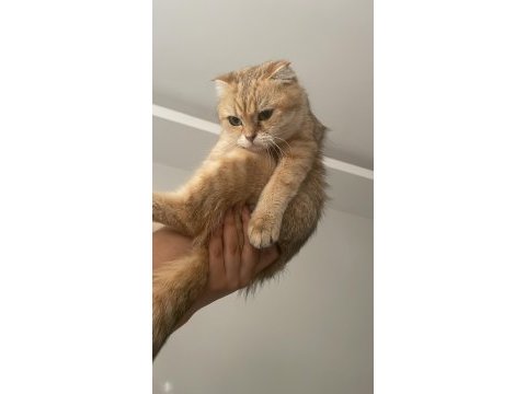 Scottish fold golden dişi