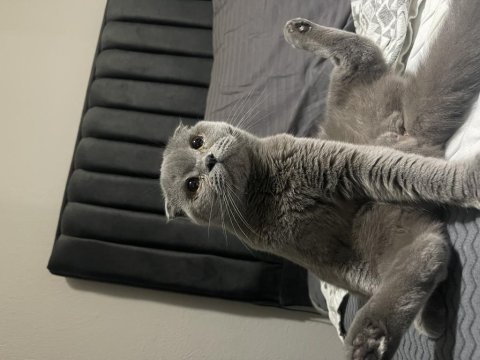 British shorthair 5.5 yaşında