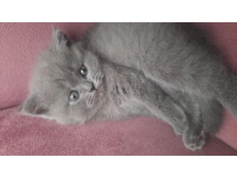 Safkan british longhair