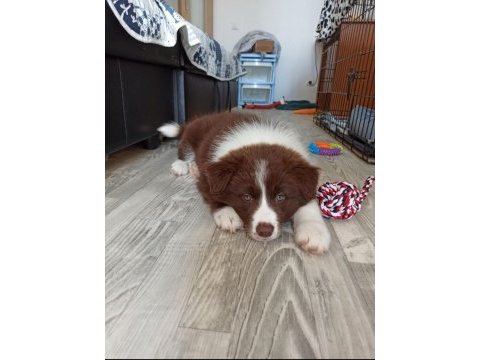2 aylık safkan border collie yavrularım