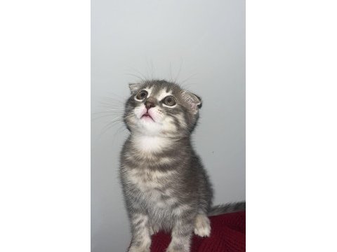 Sıfır kulak scottish fold lilac nadir renk