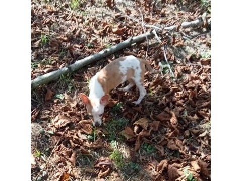 Anne altından ve ev ortamından chihuahua